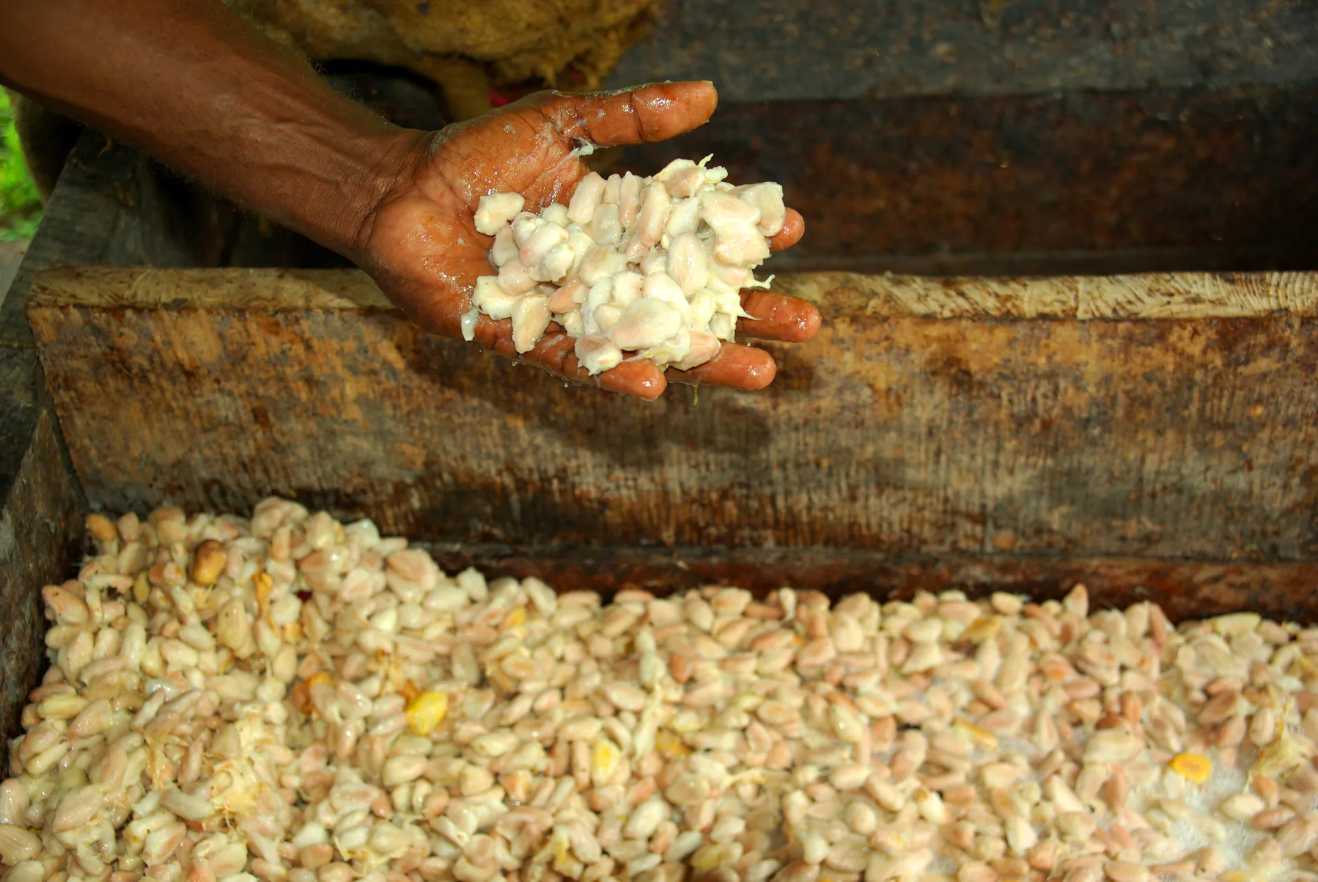 Fresh cocoa beans held over a wooden fermentation box, illustrating the fermentation stage buyers assess in lot quality