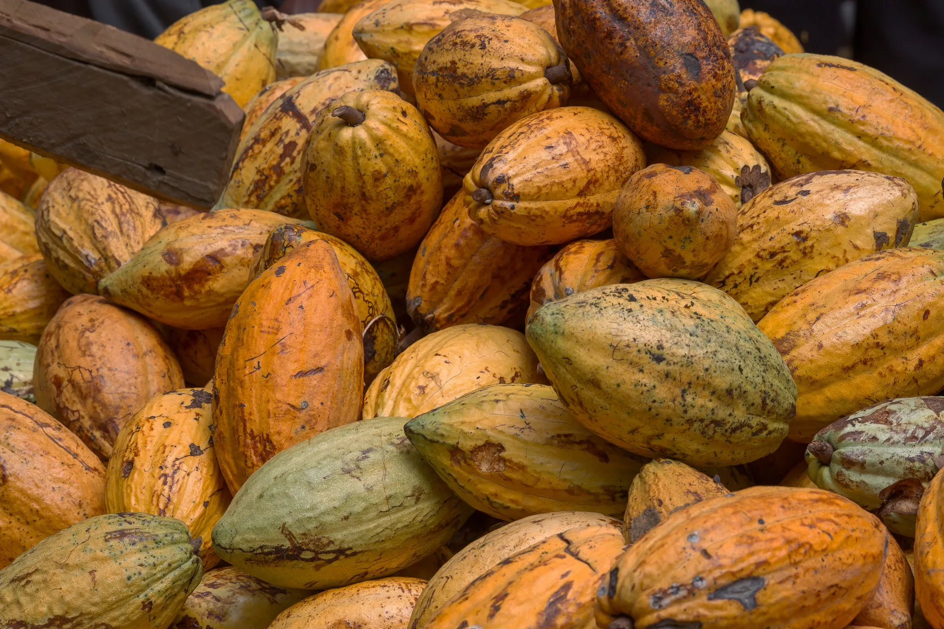 Harvested ripe yellow and orange cocoa pods from a plantation; illustrative crop context, not a confirmed sourcing origin
