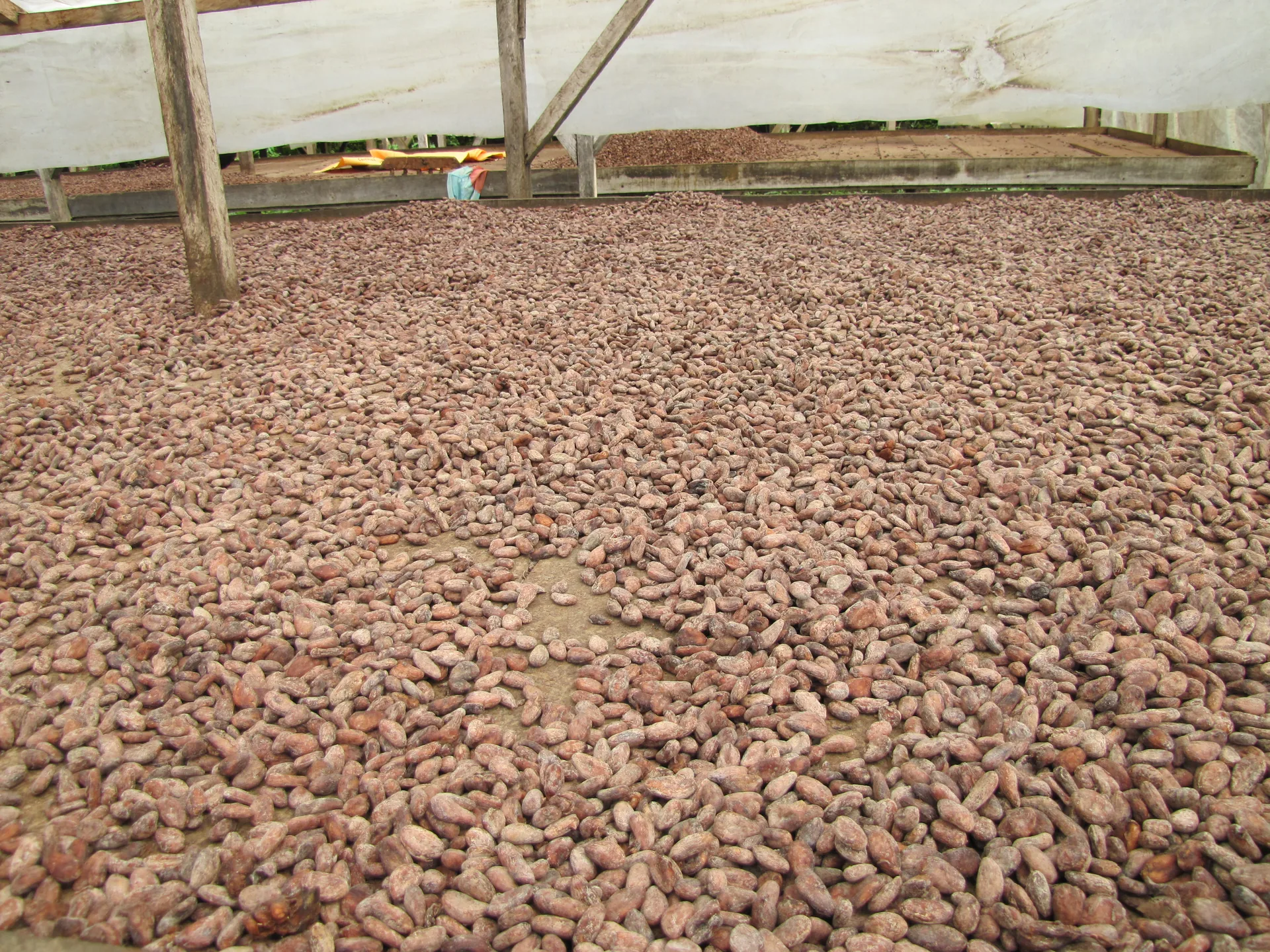 Cocoa beans spread across a covered drying bed in São Tomé; process illustration, not an XTO facility