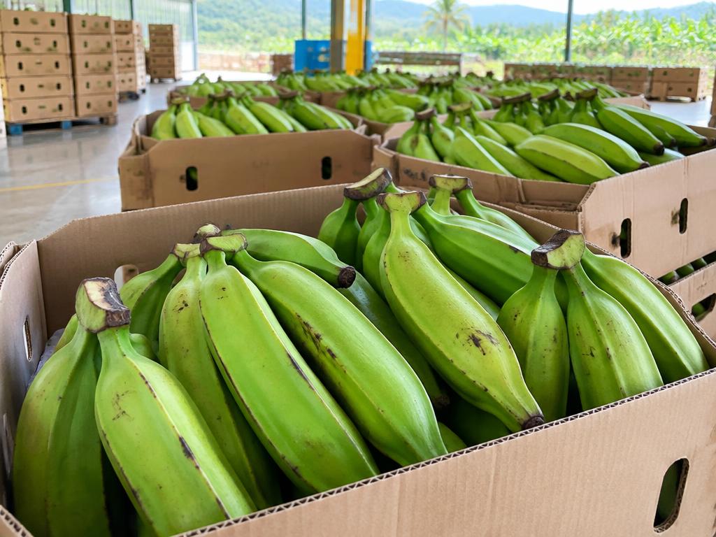 Plantains