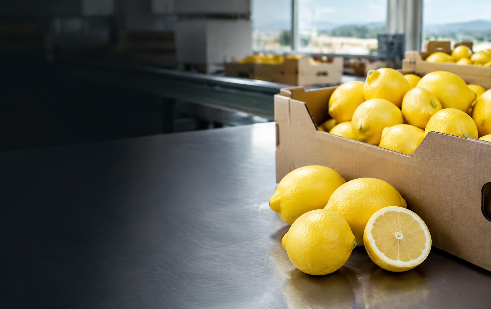 Yellow Lemons prepared for buyer specification review